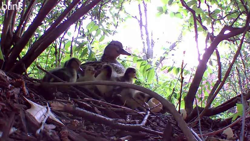 BIRD WATCH: Spring Ducklings  in the Toddler Courtyard